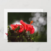 Carte Postale Plante Hibiscus (Devant / Derrière)
