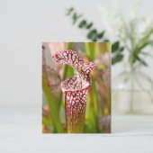 Carte Postale Plante - Jolie comme une népenthès (Debout devant)