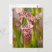 Carte Postale Plante - Jolie comme une népenthès (Devant / Derrière)