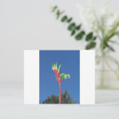 Carte Postale Plante KANGAROO PAW (Debout devant)