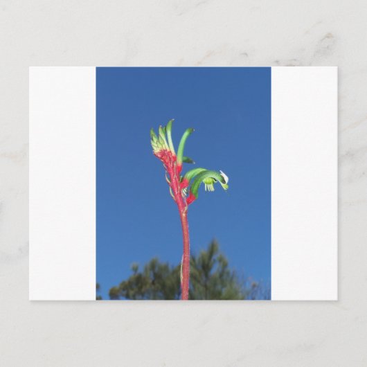 Carte Postale Plante KANGAROO PAW (Devant)