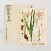Carte Postale Plante médicinal vintage Automne Crocus Botanique (Devant / Derrière)