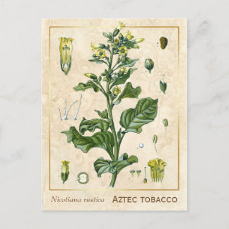 Carte Postale Plante médicinal vintage Aztec Tabac Botanique