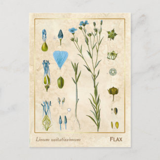 Carte Postale Plante médicinal vintage Flax Linseed Botanique