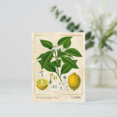 Carte Postale Plante médicinal vintage Fruit citron Botanique (Debout devant)