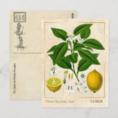 Carte Postale Plante médicinal vintage Fruit citron Botanique (Devant / Derrière)