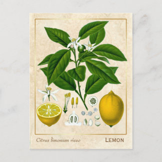 Carte Postale Plante médicinal vintage Fruit citron Botanique