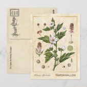 Carte Postale Plante médicinal vintage Marshmallow Botanique (Devant / Derrière)