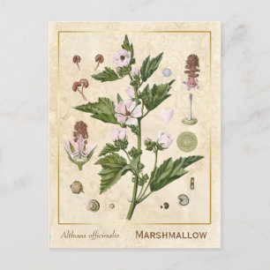 Carte Postale Plante médicinal vintage Marshmallow Botanique