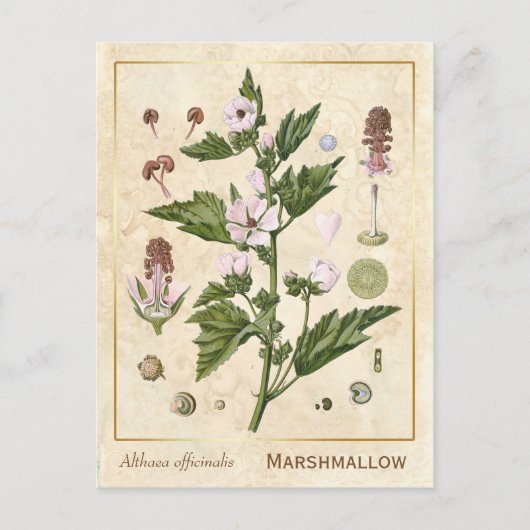 Carte Postale Plante médicinal vintage Marshmallow Botanique (Devant)