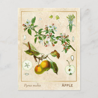 Carte Postale Plante médicinal vintage Pomme Fruit Botanique