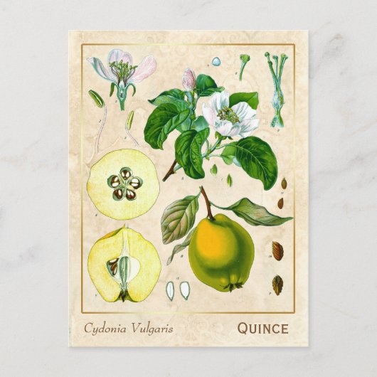 Carte Postale Plante médicinal vintage Quince Fruit Botanique (Devant)