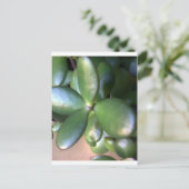 Carte Postale Plante monétaire (Debout devant)