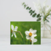 Carte Postale Plante Narcissus (Debout devant)