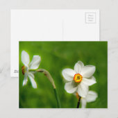Carte Postale Plante Narcissus (Devant / Derrière)