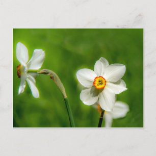 Carte Postale Plante Narcissus