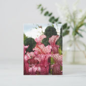 Carte Postale Plante Pink Pitcher (Debout devant)