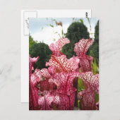 Carte Postale Plante Pink Pitcher (Devant / Derrière)