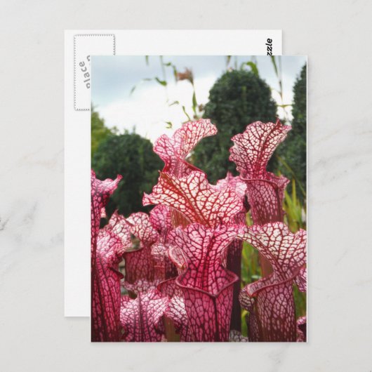 Carte Postale Plante Pink Pitcher (Devant / Derrière)