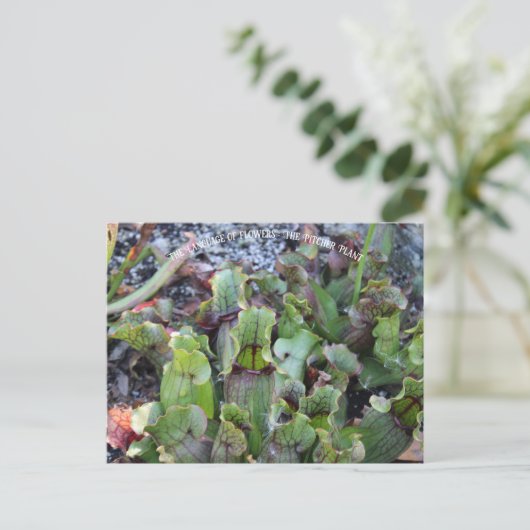 Carte Postale Plante Pitcher (Debout devant)