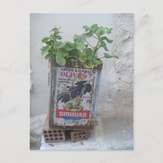 Carte Postale Plante poussant dans une boîte en olive, Naxos, Gr (Devant)