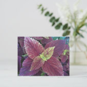Carte postale Plante Red Leaf (Debout devant)