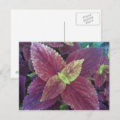Carte postale Plante Red Leaf (Devant / Derrière)