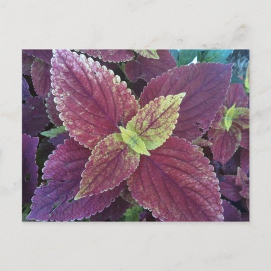 Carte postale Plante Red Leaf (Devant)