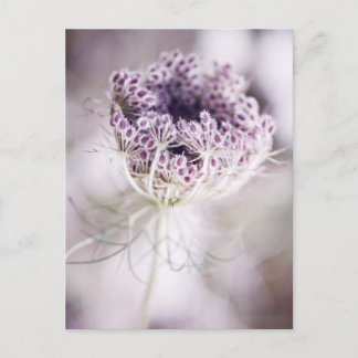 Carte Postale plante sauvage