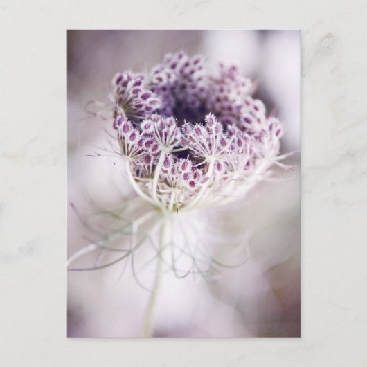 Carte Postale plante sauvage (Devant)