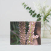 Carte Postale Plante Stem Thorns Nature Park Photographie (Debout devant)