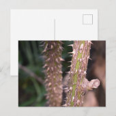 Carte Postale Plante Stem Thorns Nature Park Photographie (Devant / Derrière)