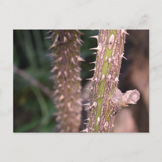 Carte Postale Plante Stem Thorns Nature Park Photographie (Devant)