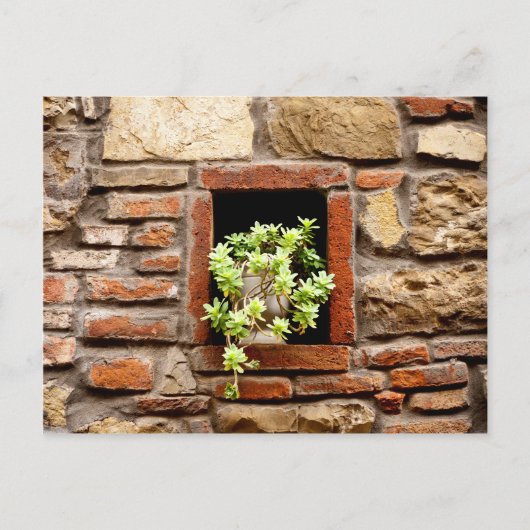 Carte Postale Plante succulent dans un mur de briques (Devant)
