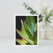 Carte Postale Plante succulente du désert (Debout devant)