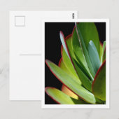 Carte Postale Plante succulente du désert (Devant / Derrière)