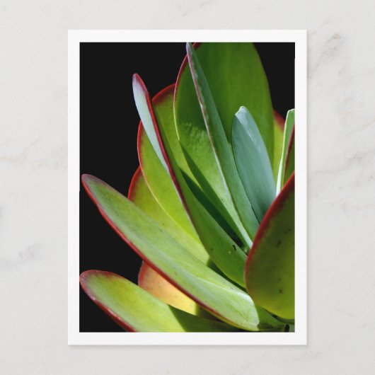 Carte Postale Plante succulente du désert (Devant)