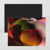 Carte Postale Plante succulente du désert  (Devant / Derrière)