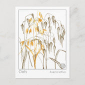 Carte Postale Plante sur les grains d'avoine Materia Medica Herb (Devant)