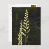 Carte Postale Plante vert (Devant / Derrière)