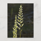 Carte Postale Plante vert (Devant)