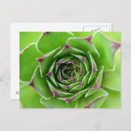 Carte Postale Plante vert (Devant / Derrière)