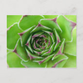 Carte Postale Plante vert (Devant)