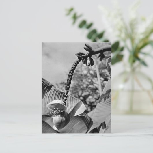 Carte postale Plante vintage (Debout devant)