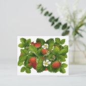 Carte Postale Plante vintage aux fraises (Debout devant)