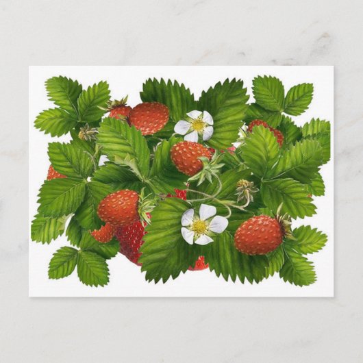 Carte Postale Plante vintage aux fraises (Devant)