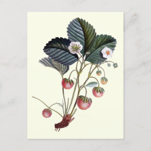 Carte Postale Plante vintage de fruits à fraise avec Feuilles