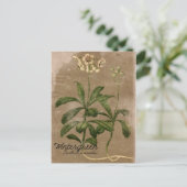 Carte postale Plante Wintergreen vintage (Debout devant)