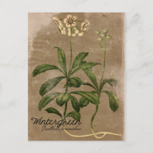 Carte postale Plante Wintergreen vintage
