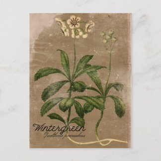 Carte postale Plante Wintergreen vintage